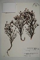 日本鐵杉藏品圖，第1張