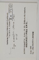 日本鐵杉藏品圖，第2張