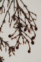 日本鐵杉藏品圖，第3張