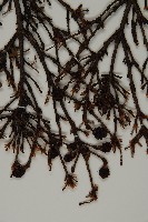 日本鐵杉藏品圖，第4張