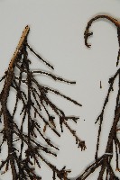 日本鐵杉藏品圖，第5張