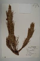 雲南松藏品圖，第1張