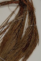 雲南松藏品圖，第4張