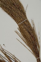 雲南松藏品圖，第5張