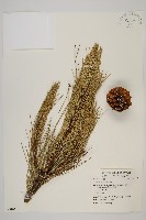 高山松藏品圖，第1張