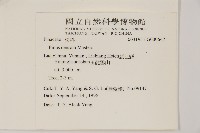 高山松藏品圖，第2張