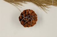 高山松藏品圖，第3張