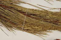 高山松藏品圖，第5張