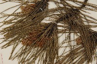 臺灣二葉松藏品圖，第3張