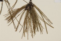 臺灣二葉松藏品圖，第4張
