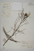 池杉藏品圖，第1張