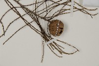 池杉藏品圖，第3張