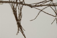 池杉藏品圖，第4張