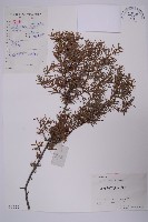 刺柏藏品圖，第1張