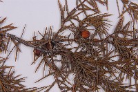 刺柏藏品圖，第3張