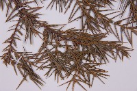 刺柏藏品圖，第4張