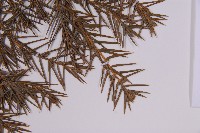 刺柏藏品圖，第5張