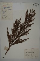 柳杉藏品圖，第1張