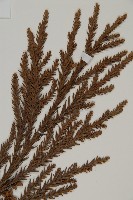 柳杉藏品圖，第3張