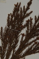 柳杉藏品圖，第4張