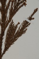 柳杉藏品圖，第5張