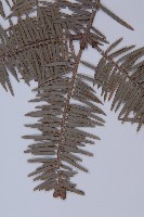 日本冷杉藏品圖，第3張