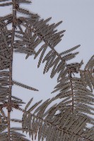 日本冷杉藏品圖，第4張