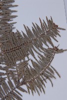 日本冷杉藏品圖，第5張