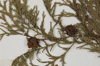 柏木、柏樹藏品圖，第3張