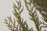 柏木、柏樹藏品圖，第4張