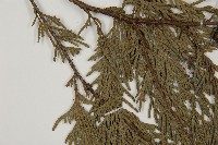 柏木、柏樹藏品圖，第5張