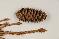 青杆藏品圖，第3張