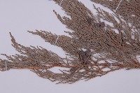 叉子園柏藏品圖，第3張