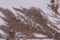 叉子園柏藏品圖，第4張