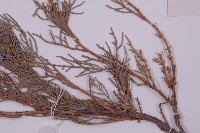 叉子園柏藏品圖，第5張