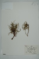 單子黃麻藏品圖，第1張