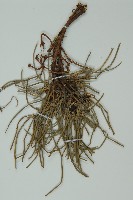 單子黃麻藏品圖，第3張