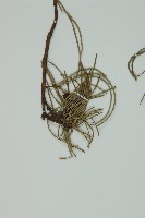 單子黃麻藏品圖，第4張