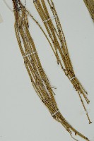 木賊黃麻藏品圖，第4張