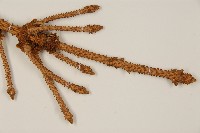 白扦藏品圖，第3張