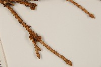 白扦藏品圖，第4張