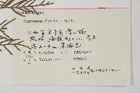 柏木、柏樹藏品圖，第2張