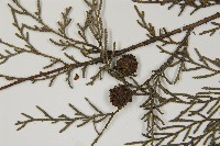 柏木、柏樹藏品圖，第3張