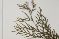 柏木、柏樹藏品圖，第4張