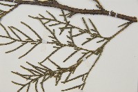 柏木、柏樹藏品圖，第5張