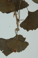 銀杏藏品圖，第4張