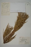 黑松藏品圖，第1張