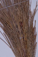 黑松藏品圖，第4張