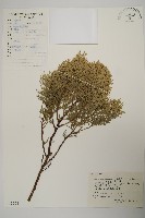 側柏藏品圖，第1張