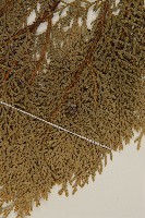 側柏藏品圖，第3張